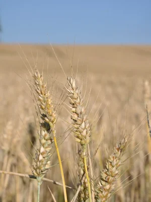 hpf-wheat